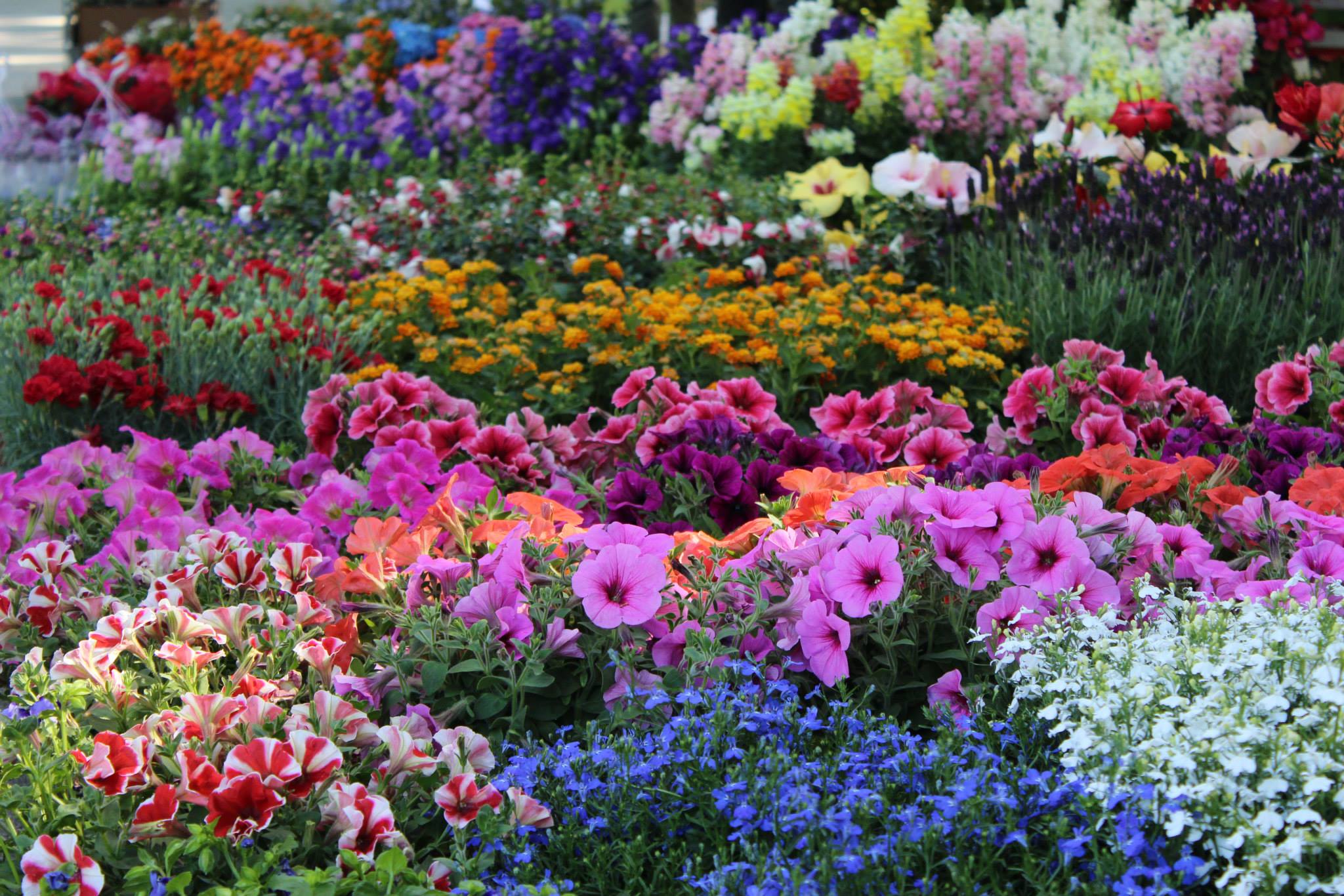 Donazione fiori – Floricoltura Loi